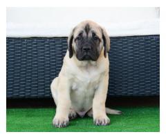 American Bullmastiff Puppy