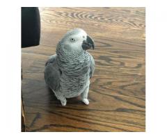 Macaw Parrots Chicks for Sale 