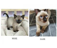 SIAMESE KITTENS FOR SALE