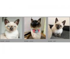 SIAMESE KITTENS FOR SALE