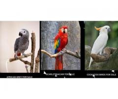 Macaw Parrots for Sale 