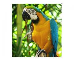  Scarlet Macaw Parrot