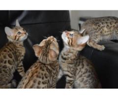 Best Breeders of Bengal Kittens