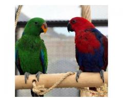    Beautiful Eclectus Parrots