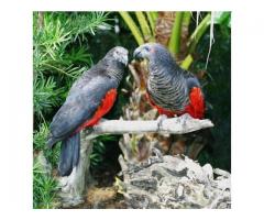 African Grey Parrot for Sale