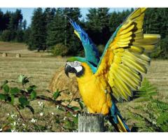  How much is a Scarlet Macaw