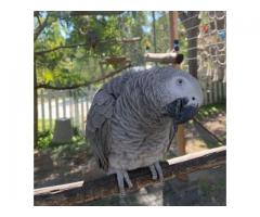 African Grey Parrot for Sale