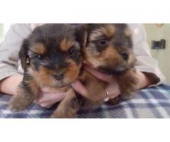 Teacup Yorkie Puppies