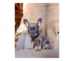 French Bulldog puppies for adoption 