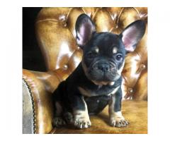  Adorable French Bulldog Puppies for a New Home 