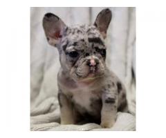  French Bull Puppies Available 