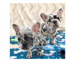  French Bulldog Puppies for Adoption 