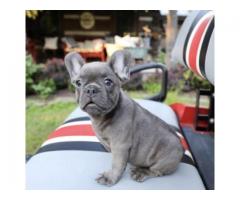  Buy Cute French Bulldog Puppies